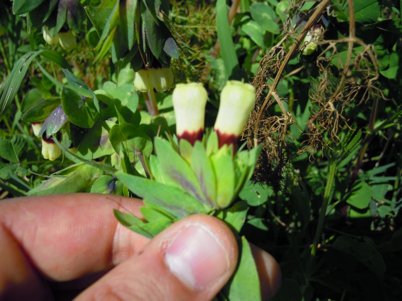 Cerinthe major